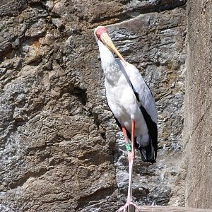 Yellow-billed stork -Zoo Praha (2025)