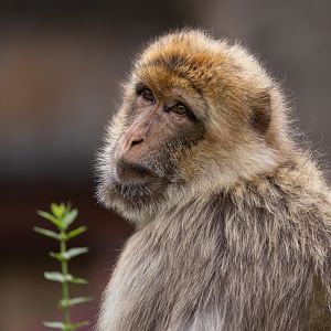 Barbary Macaque (Macaca sylvanus)