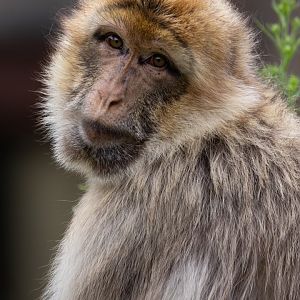 Barbary Macaque (Macaca sylvanus)