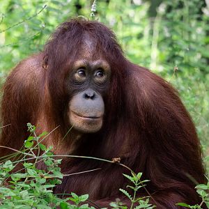 Bornean Orangutan (Pongo pygmaeus)