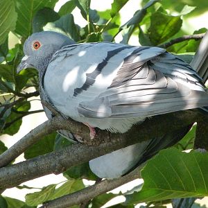 Western rock pigeon -Zoo Praha (2025)