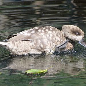 Marbled teal -Zoo Praha (2025)