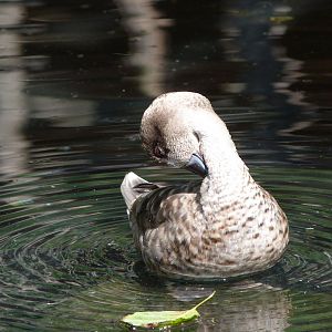Marbled teal -Zoo Praha (2025)
