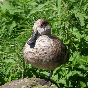 Marbled teal -Zoo Praha (2025)