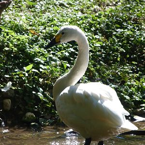 Bewick's swan -Zoo Praha (2025)