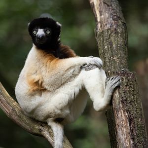 Crowned Sifaka (Propithecus coronatus)