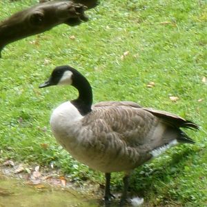 Canada goose