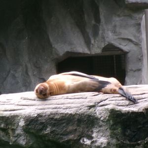 South American sea lion