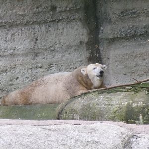 Polar bear