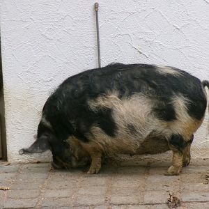 Kunekune pig