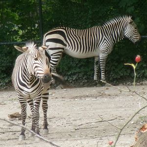Hartmann's mountian zebras