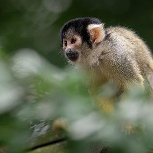 Bolivian Squirrel Monkey (Saimiri boliviensis)