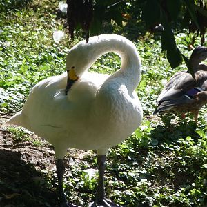Bewick's swan -Zoo Praha (2025)