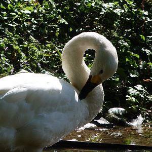 Bewick's swan -Zoo Praha (2025)