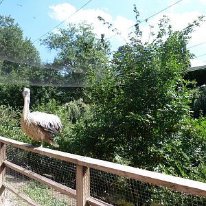Asian cliff walkthrough aviary -Zoo Praha (2025)