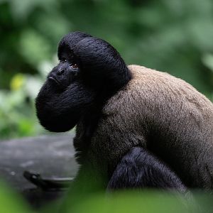 Guianan Bearded Saki (Chiropotes sagulatus)