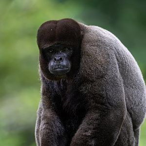 Common Woolly Monkey (Lagothrix lagothricha)