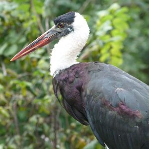 Asian woollyneck stork -Zoo Praha (2025)