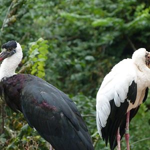Asian woollyneck stork and Milky stork -Zoo Praha (2025)
