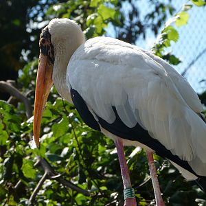 Milky stork -Zoo Praha (2025)