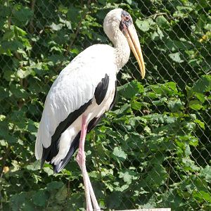 Milky stork -Zoo Praha (2025)