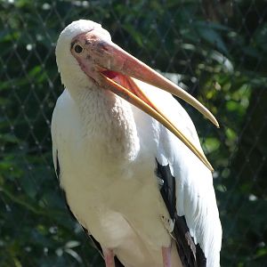 Milky stork -Zoo Praha (2025)