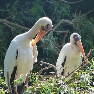 Milky storks -Zoo Praha (2025)