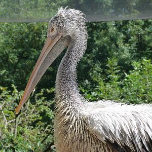 Spot-billed pelican -Zoo Praha (2025)