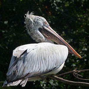 Spot-billed pelican -Zoo Praha (2025)