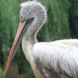 Spot-billed pelican -Zoo Praha (2025)