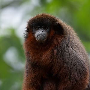 Coppery Titi Monkey (Plecturocebus cupreus)