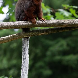 Coppery Titi Monkey (Plecturocebus cupreus)