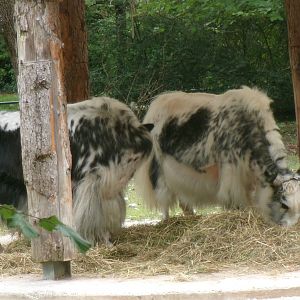 Yaks
