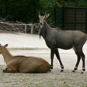 Nilgais
