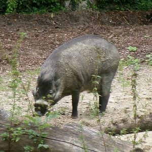 Visayan warty pig