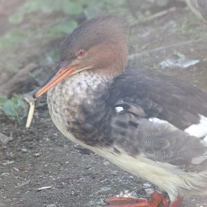 Red-breasted merganser -Zoo Praha (2025)