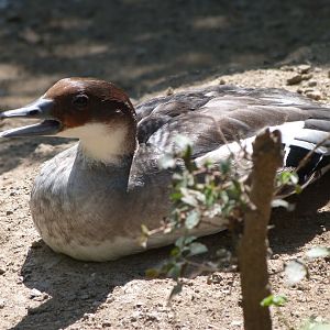 Smew -Zoo Praha (2025)