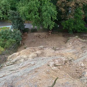 Barbary sheep and Barbary macaque exhibit upper view -Zoo Praha (2025)