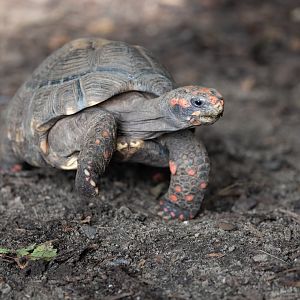 Red-footed Tortoise (Chelonoidis carbonarius)