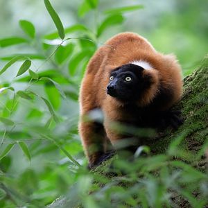 Red Ruffed Lemur (Varecia rubra)