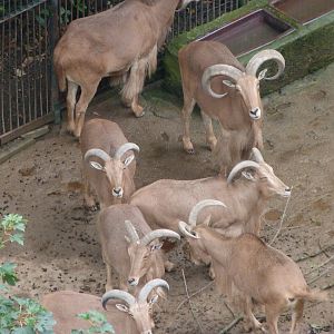 Barbary sheep -Zoo Praha (2025)