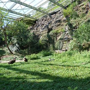 View inside of the "Great aviary" -Zoo Praha (2025)