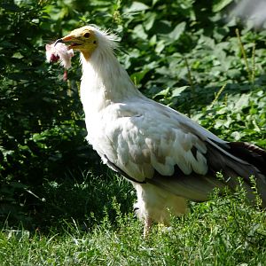 Western Egyptian vulture -Zoo Praha (2025)