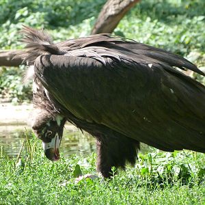 Cienerous vulture -Zoo Praha (2025)