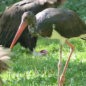 Black stork -Zoo Praha (2025)
