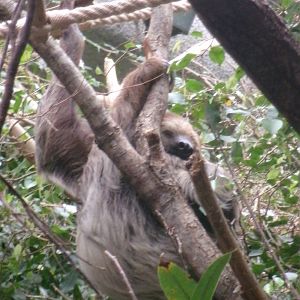 Linnaeus's two-toed sloth