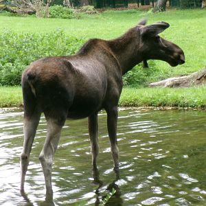 European elk