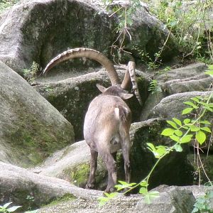 Alpine ibex
