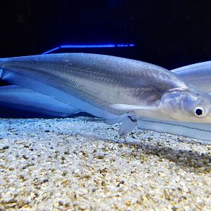 Metallic sheatfish (Phalacronotus apogon) Kawasui Kawasaki Aquarium August 15, 2025