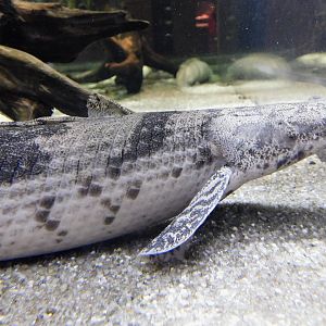 Saddled Bichir (Polypterus endlicheri) Kawasui Kawasaki Aquarium August 15, 2025
